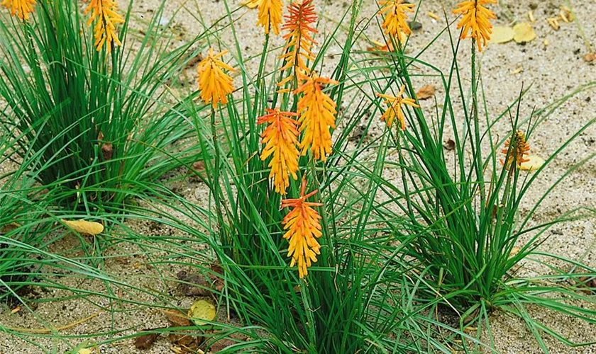 Kniphofia galpinii