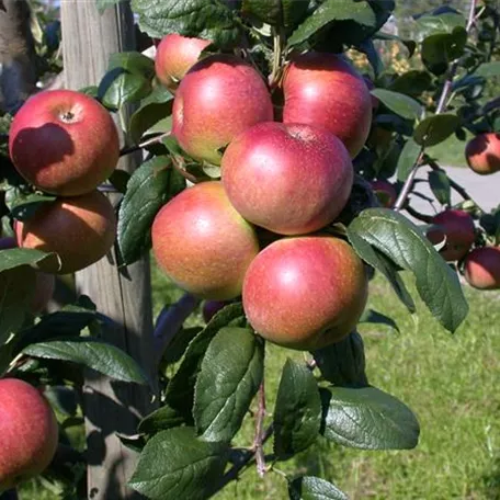 Malus domestica 'Baumanns Renette'