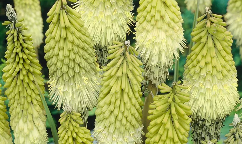 Kniphofia 'Green Lemon'