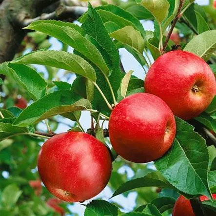 Apfel 'Beauty of Bath' Apfel 'Beauty of Bath'