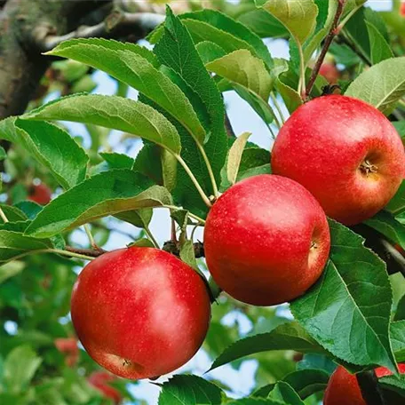 Apfel 'Beauty of Bath'