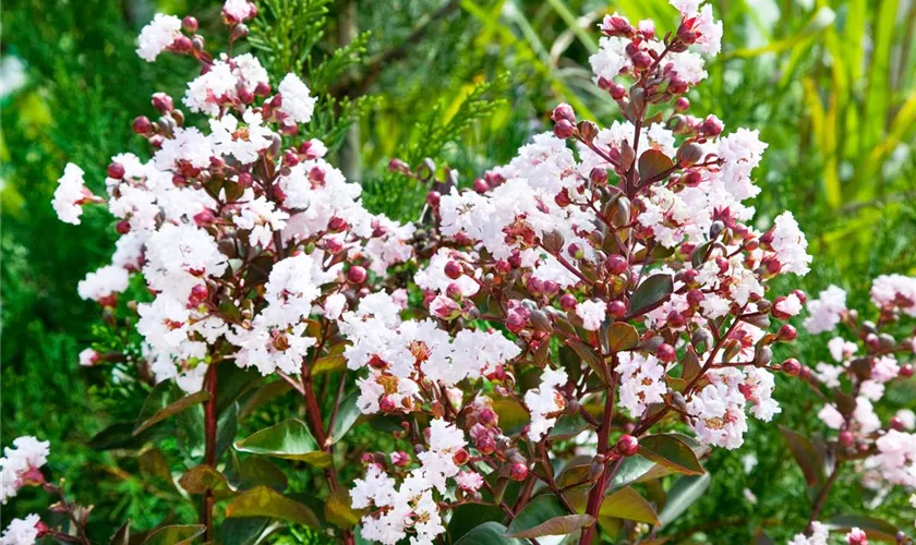 Lagerstroemia indica 'Burgundy Cotton'