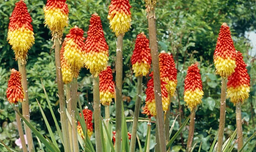 Kniphofia uvaria 'Grandiflora'