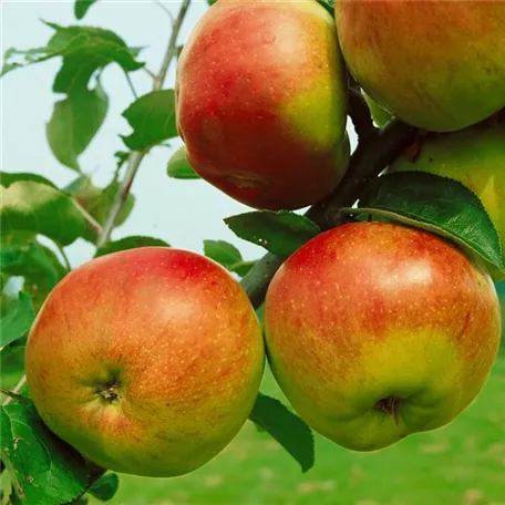 Apfel 'Benoni'