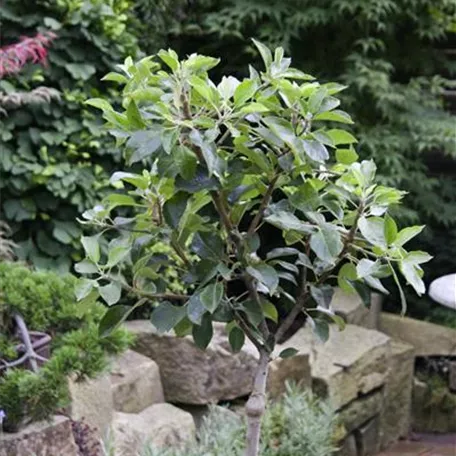 Malus domestica 'Red Spur'