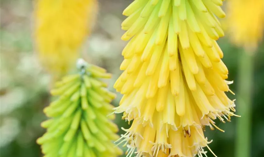 Kniphofia 'Limelight'