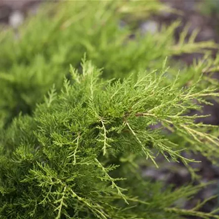 Juniperus x pfitzeriana 'Gold Coast' Juniperus x pfitzeriana 'Gold Coast'