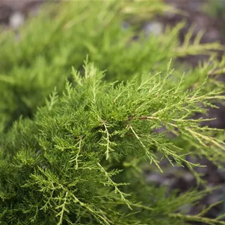 Juniperus x pfitzeriana 'Gold Coast'