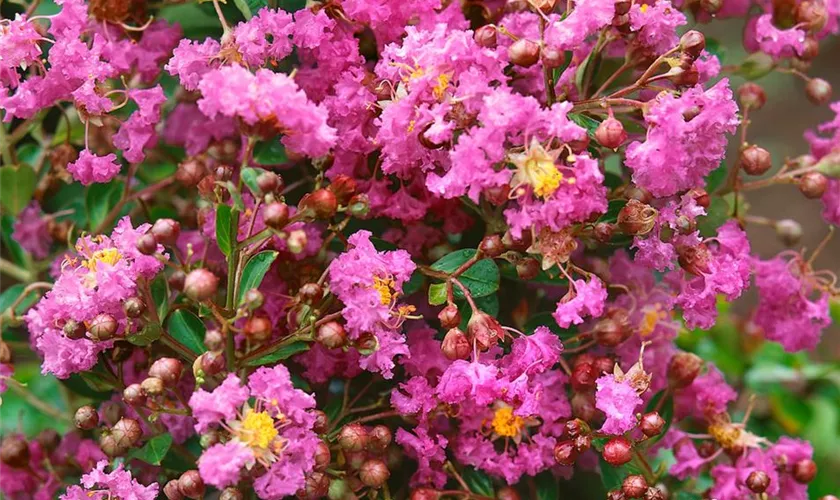 Lagerstroemia indica 'Catawba'