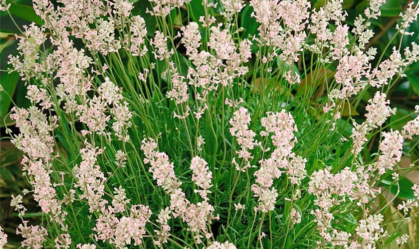 Lavandula angustifolia, rosa