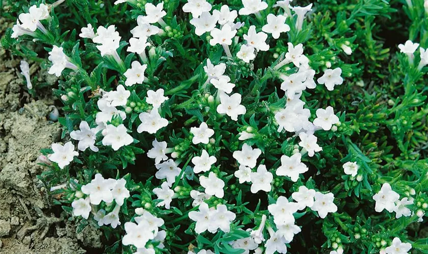 Lithodora diffusa 'Pete´s Favorite'