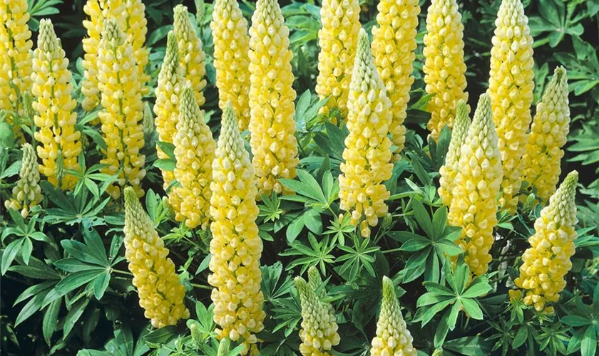 Lupinus polyphyllus 'Saffron'®