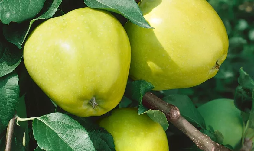 Malus domestica 'Yellow Transparent'