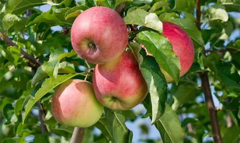 Winterapfel 'Renora'