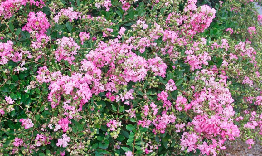Lagerstroemia indica 'Mardi Gras'