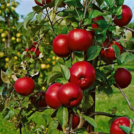 Apfel 'Bratapfelzeit' Apfel 'Bratapfelzeit'