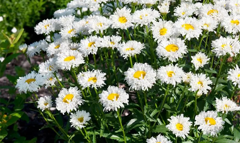 Großblumige Garten-Margerite 'Schwabengruß'