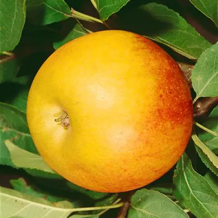 Apfel 'Champagner Renette' Apfel 'Champagner Renette'