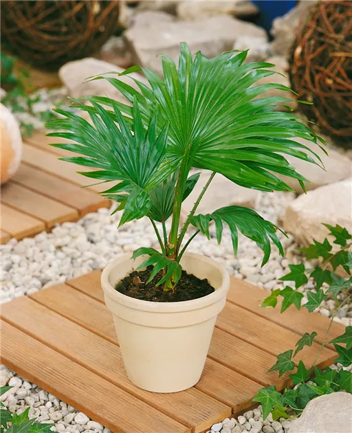 Australische Schirmpalmen Pflanze, Pflege & Tipps  Floragard