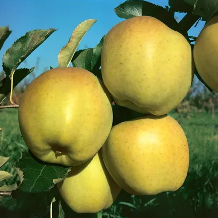 Apfel 'Charles Ross' Apfel 'Charles Ross'