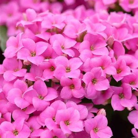 Flammendes Käthchen 'Castalia' Flammendes Käthchen 'Castalia'