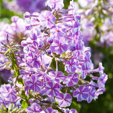 Garten-Teppich-Flammenblume 'Candy Stripes'