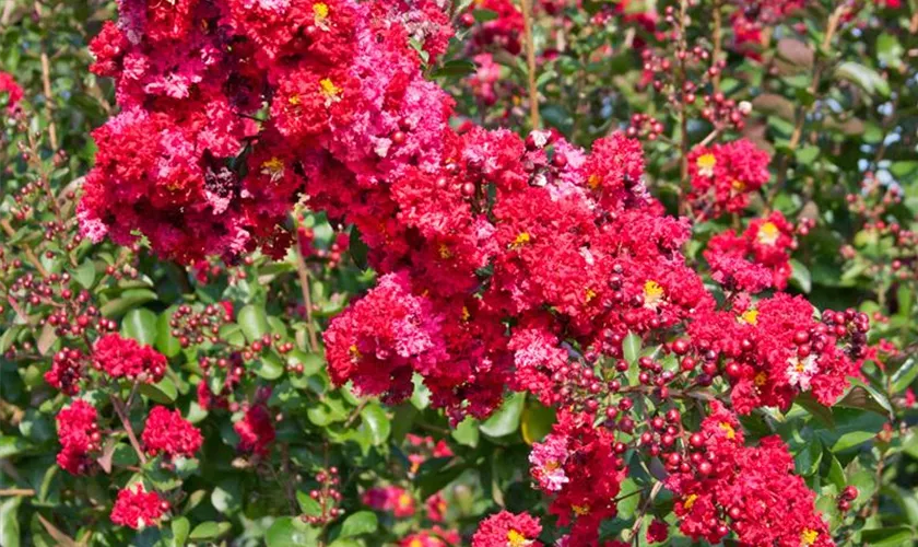 Lagerstroemia indica 'Victor'