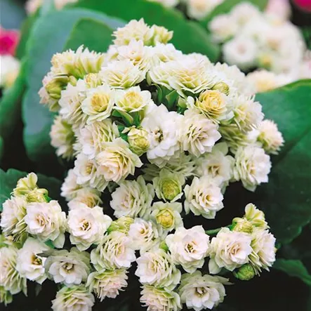 Flammendes Käthchen 'Deluxe' Flammendes Käthchen 'Deluxe'