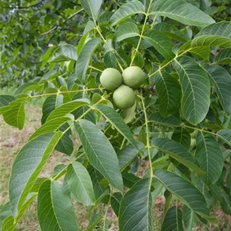 Juglans regia 'Carpathian'