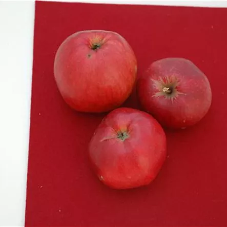 Apfel 'Danziger Kantapfel'