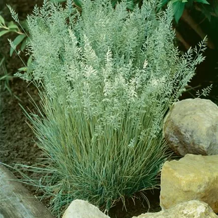 Blaugraues Schillergras Blaugraues Schillergras