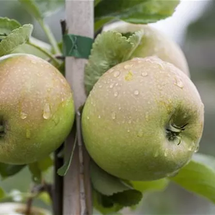 Apfel 'Delbard Jubile'