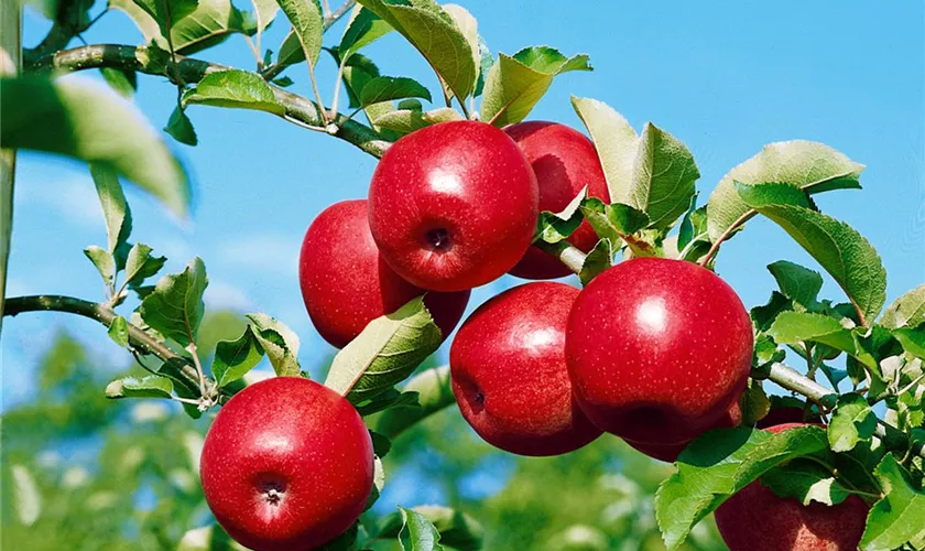 Malus domestica 'Rode Jonagold'