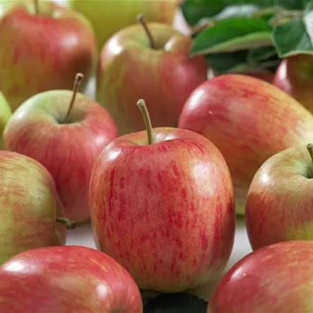 Apfel 'Delbarestivale'®