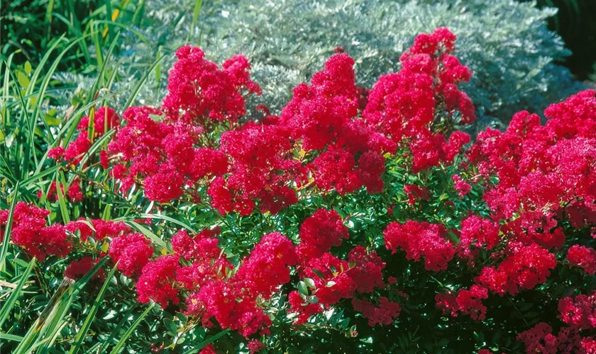 Lagerstroemia 'Tonto'
