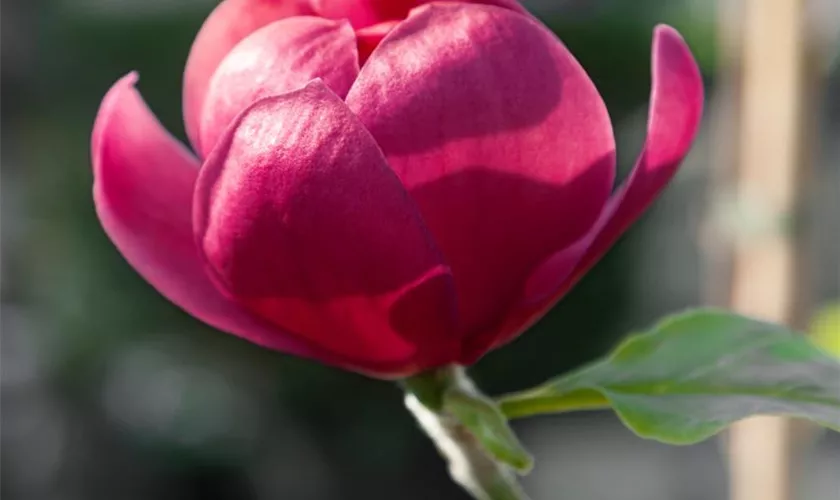 Magnolie 'Ians Red'