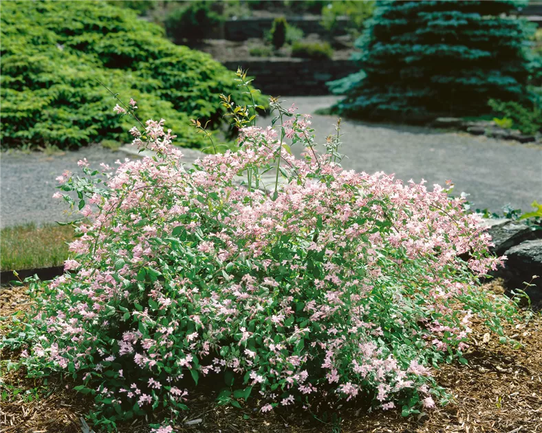 Kolkwitzia amabilis Pflanze, Pflege & Tipps  Floragard