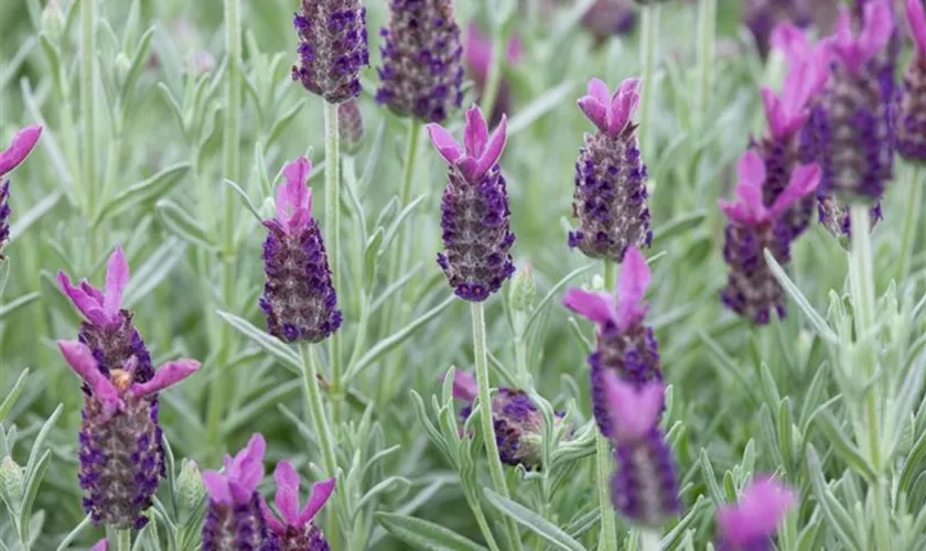 Schopf-Lavendel 'Silver Summer'