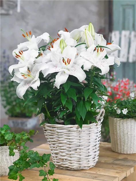 Yetuk sargish porno Yosh jinsiy aloqa