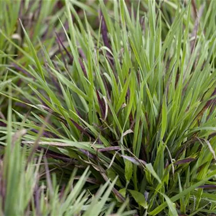 Behaarte Garten-Hainsimse 'Igel' Behaarte Garten-Hainsimse 'Igel'