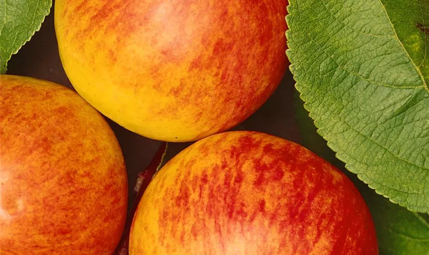Malus domestica 'Thurgauer Weinapfel'
