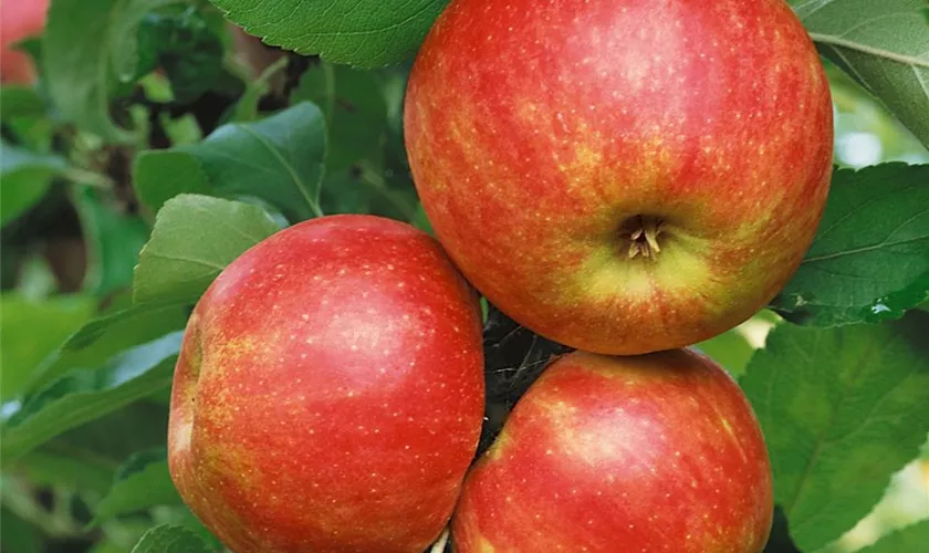 Apfel 'Ellison´s Orange'
