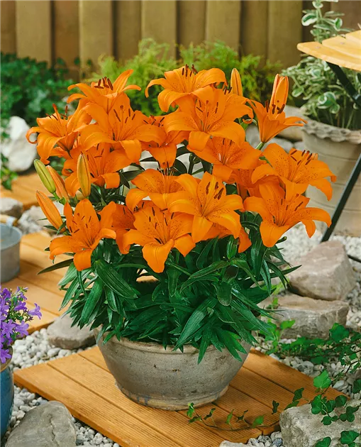 Asiatische Lilie 'Orange Pixie' Pflanze, Pflege & Tipps  Floragard