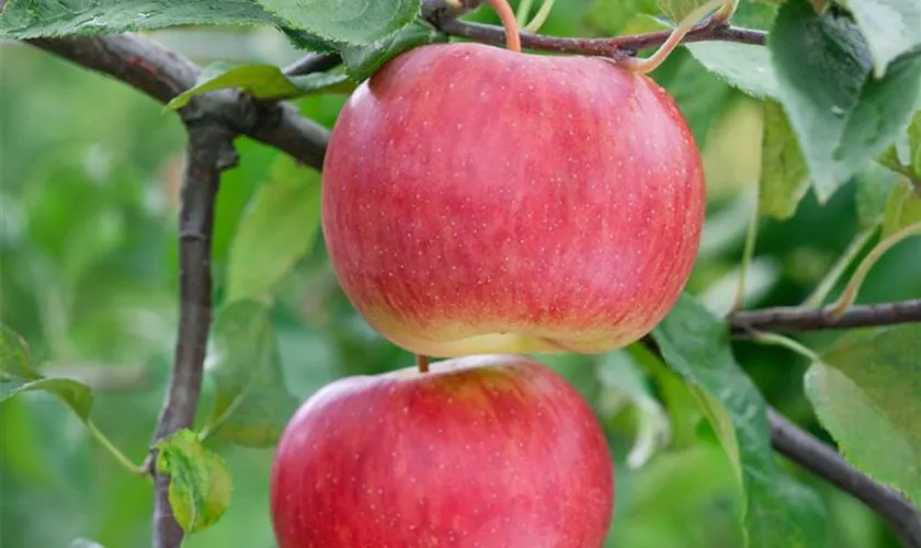 Malus domestica 'Rubinette Rosso'®