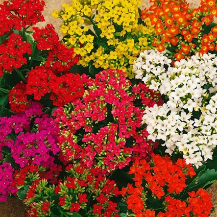 Flammendes Kätchen 'Twinkly' Flammendes Kätchen 'Twinkly'