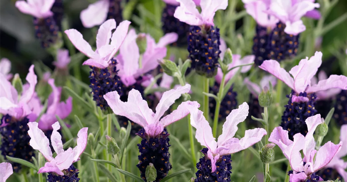 GartenSchopfLavendel 'Little Bee'® Pflanze, Pflege & Tipps Floragard