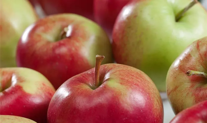 Malus domestica 'Santana', Stamm
