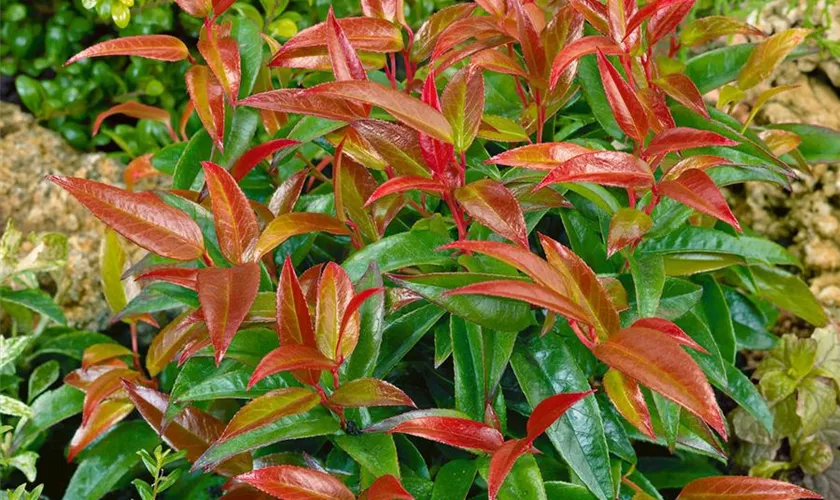 Traubenheide 'Carinella'