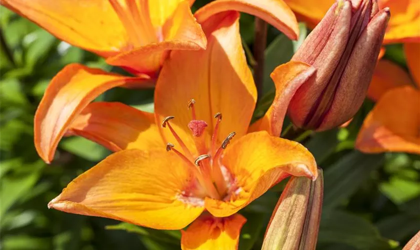 Lilium 'Rising Moon'