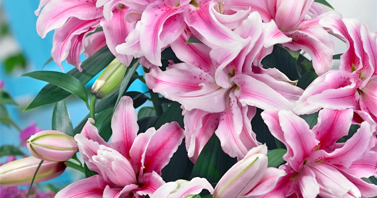 Orientalische Lilie 'Roselily'® Pflanze, Pflege & Tipps Floragard